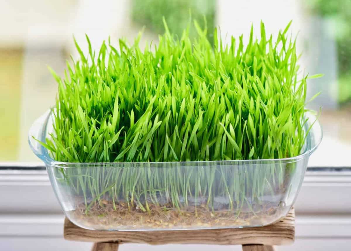 Easy Wheatgrass: Grow Fresh Shots at Home Without Soil